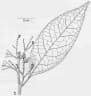 Symplocos stawellii