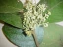 Cryptocarya gigantocarpa