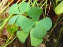 Marsilea minuta