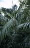 Calamus subinermis