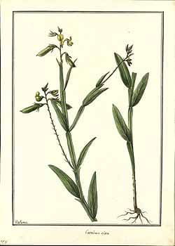 Crotalaria alata