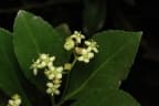 Euonymus japonicus