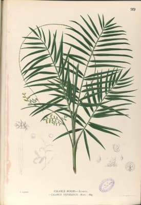 Daemonorops mollis