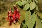 Fuchsia boliviana