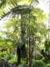 Begonia luxurians