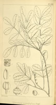 Pilocarpus microphyllus