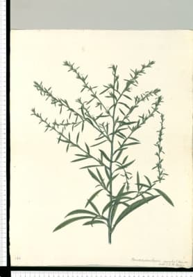 Elephantopus spicatus