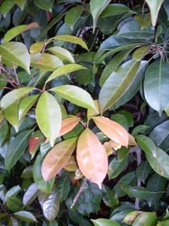 Elaeocarpus eumundi