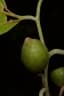 Celtis adolfi-friderici