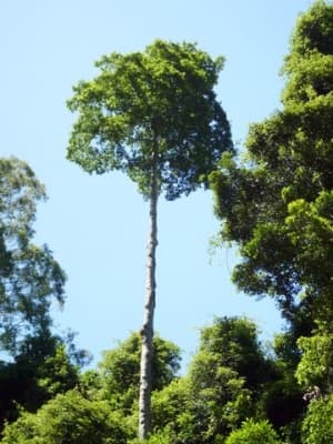 Elaeocarpus obovatus