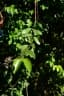 Usteria guineensis