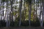 Albizia chinensis