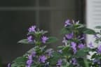 Barleria cristata