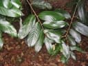 Shorea maxima