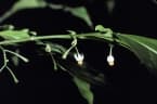 Solanum leptopodum