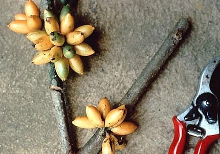 Penianthus longifolius