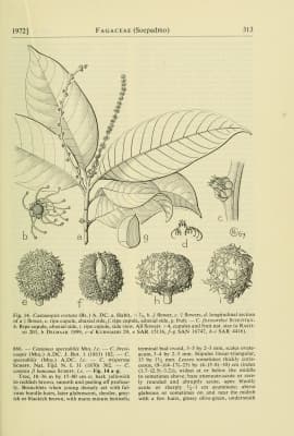 Castanopsis costata