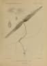 Anodendron paniculatum