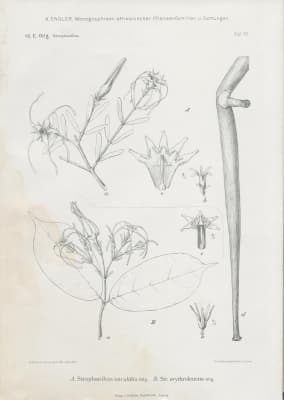 Strophanthus mirabilis