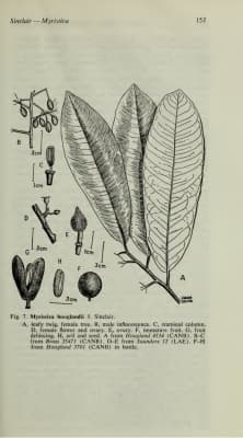 Myristica hooglandii