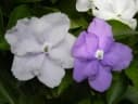 Brunfelsia australis
