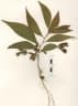 Acacia flavescens