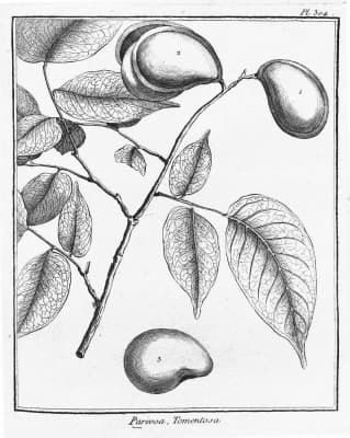 Crudia tomentosa