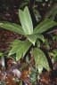 Geonoma stricta