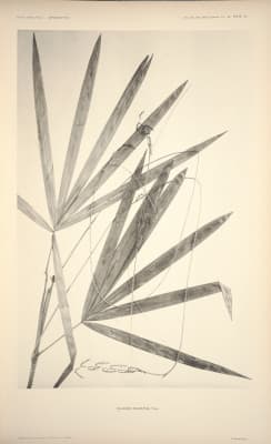 Calamus radiatus