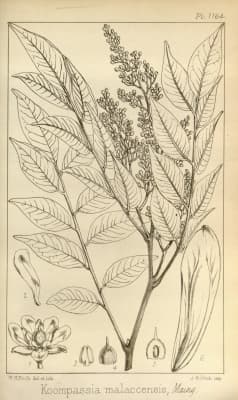 Koompassia malaccensis
