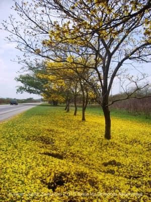 Handroanthus chrysanthus