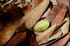 Shorea leprosula