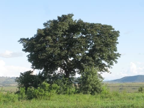 Bridelia brideliifolia