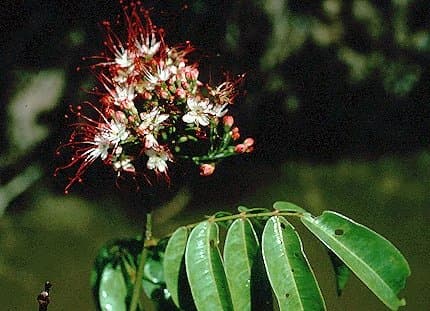 Campsiandra angustifolia