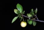 Elaeodendron transvaalense