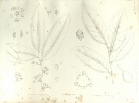 Sageraea laurina