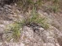 Syagrus petraea