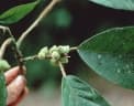 Ficus trigona
