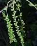 Juglans olanchana