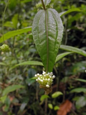 Pilea hydrocotyliflora