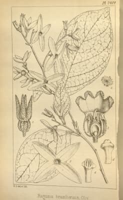 Ramisia brasiliensis
