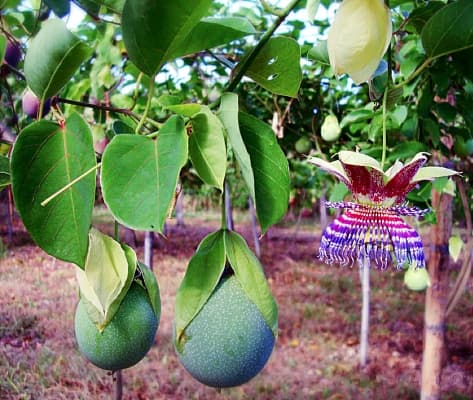 Passiflora maliformis