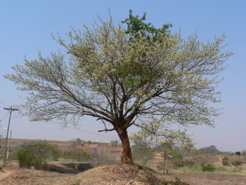 Albizia harveyi