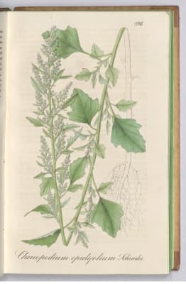 Chenopodium opulifolium