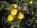 Melhania forbesii