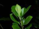 Clusia minor