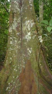 Chrysophyllum africanum