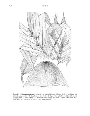 Gigantochloa verticillata