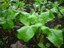 Beta vulgaris