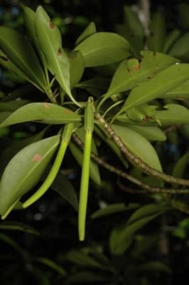 Bruguiera parviflora
